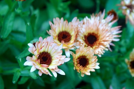 أذريون زيولايتس - Zeolights Calendula