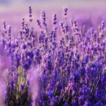 بذور لافندر انجليزي