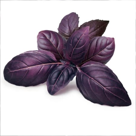 بذور ريحان ليلي ارجواني