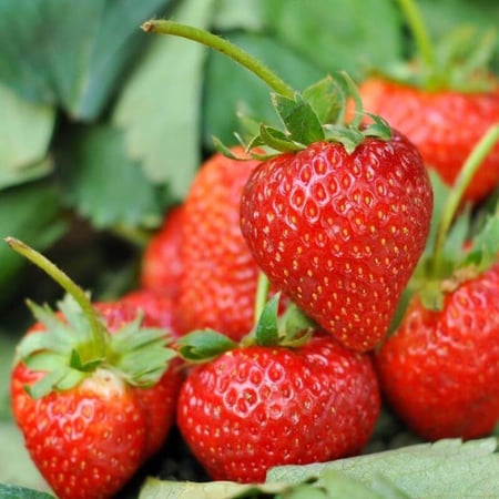 نبات فراولة