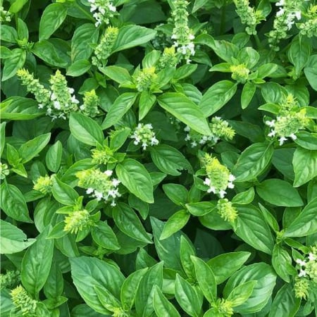 بذور ريحان بلدي