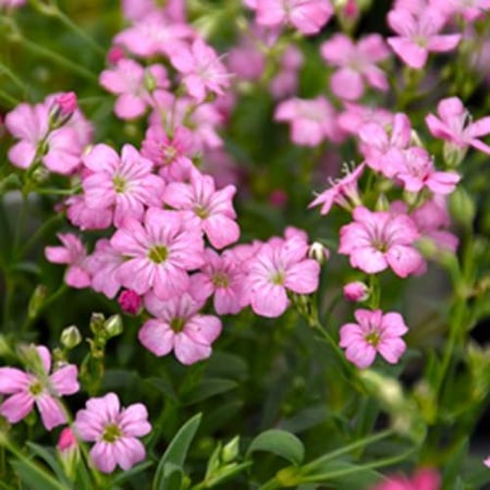 بذور الجيبسوفيلا ريبينز روز