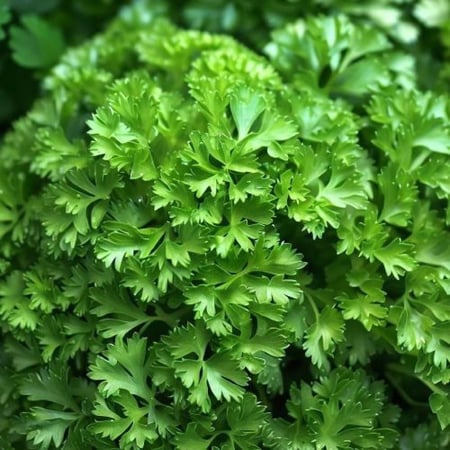 Italian Giant Parsley seeds