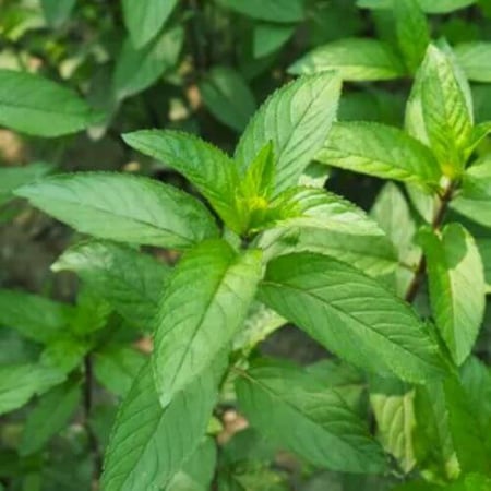 بذور نعناع إيطالي أخضر