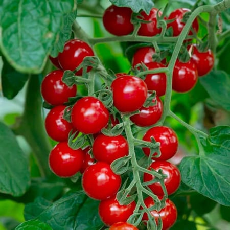 بذور طماطم كرزي شيري أحمر