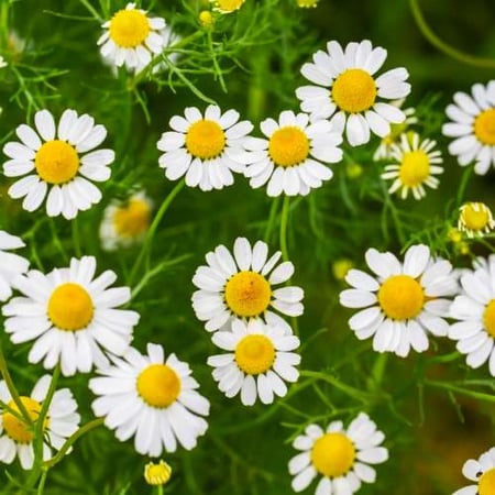 بذور زهرة البابونج