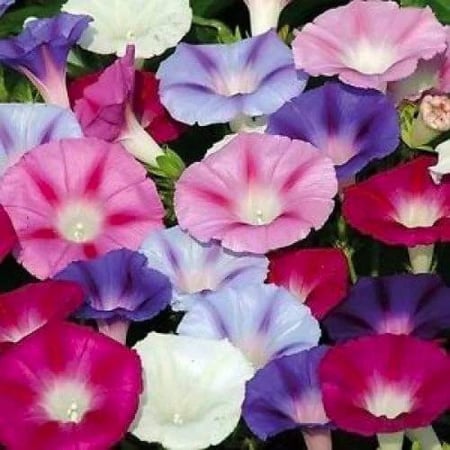 بذور مجد الصباح