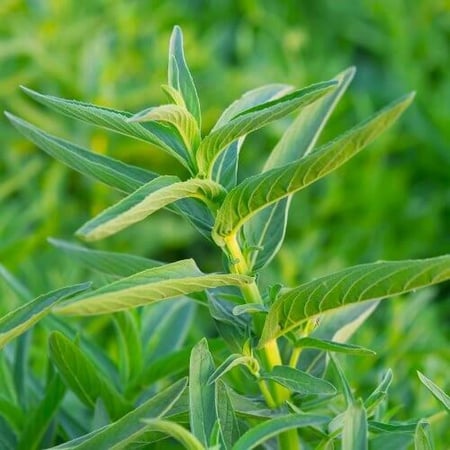 حبق بلدي, فوطن, حبق المدينة