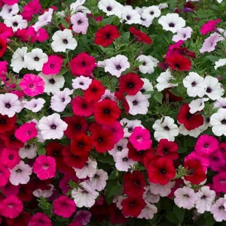 بذور بيتونيا مخلوط