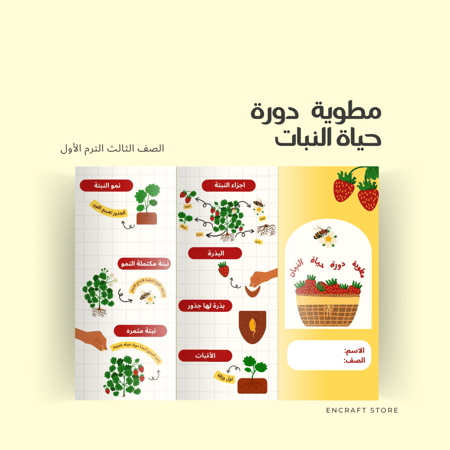 مطوية دورة حياة النبات l ثالث