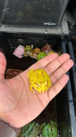 ضفدع باكمان ألبينو / ALBINO PACMAN