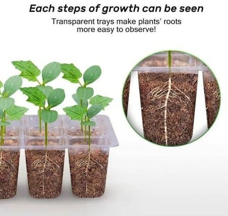 صينية تشتيل 12 خلية شفافة