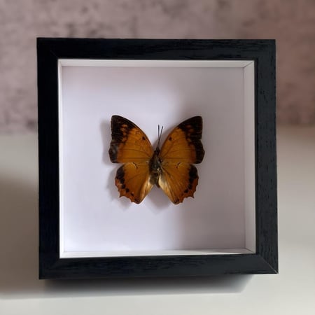 فراشة محنطة 2