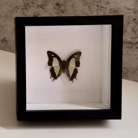 فراشة محنطة 9