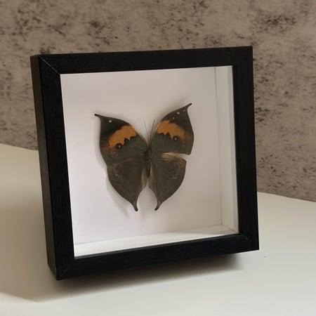 فراشة محنطة 6