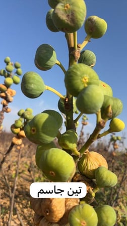 ٥٠ عقلة تين جاسم