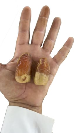 صقعي مطوق سوبر  ملكي - ١ كرتون