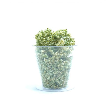 عشبة الحرجل العضوية - متجر شمول