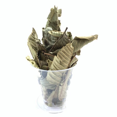 -ورق الجوافة للبلغم للكحة