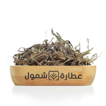 عشبة الهندباء في السعودية