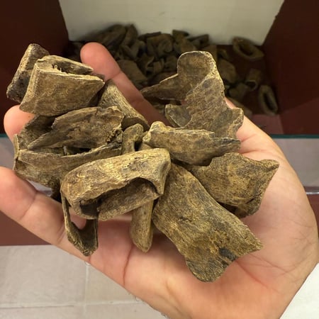 عود سيلاني فاخر