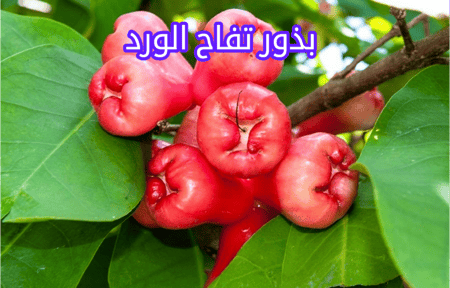 بذور تفاح الورد