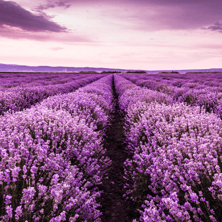 زيت أساسي الخزاما حجم 30 ملي من ناو فود الأمريكية