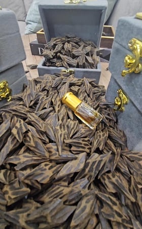 اوقيتين عود تايقر كمبودي فيتنام درجة اولى