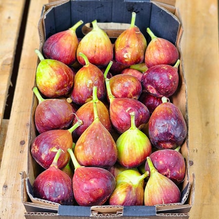 تين جولي تايجر ياباني