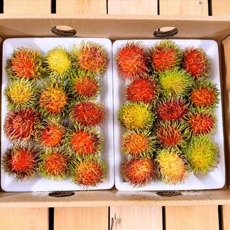 كرتون رامبوتان