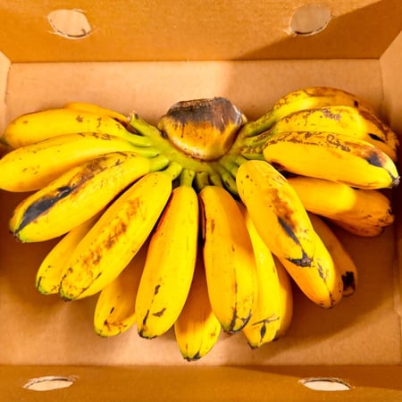 ميني موز استوائي