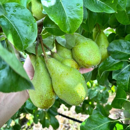 كمثرى الغابة السوداء