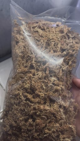 سباقنوم موس