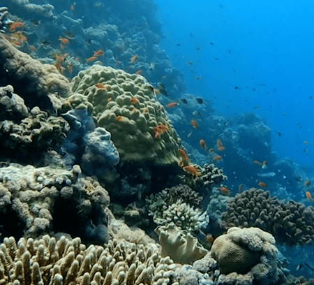 رحلة غوص (جدة)