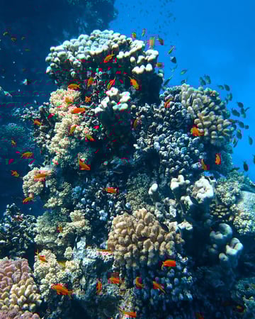 رحلة غوص VIP ( مدينة جدة)