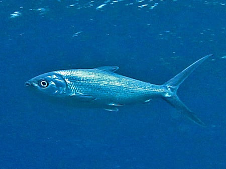 التعرّف على الأسماك