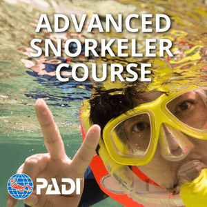 السبّاح بالقصبة المتقدم