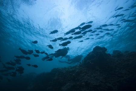 دورة قائد الغوص