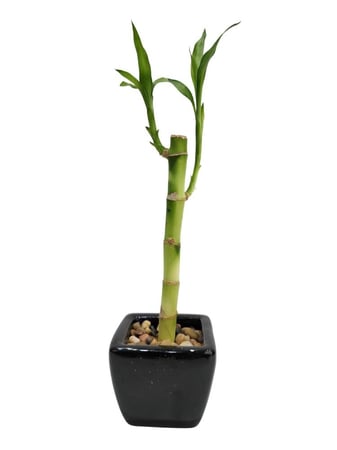 نبتة البامبو بمركن سيراميك 20سم