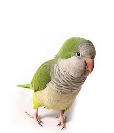 كو يكر اخض بالغ بدون قفص