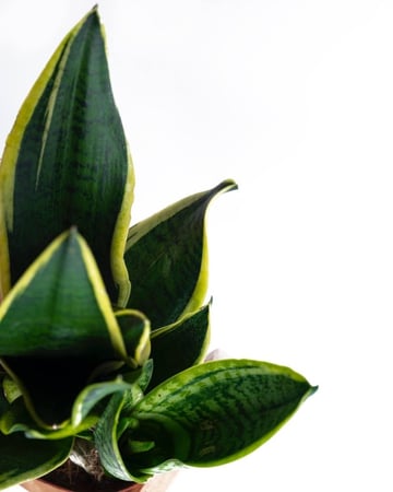 نبات جلد النمر