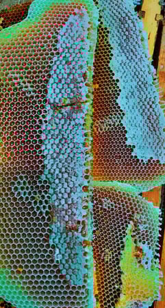 عسل طلح شمع