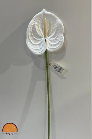 ورد انتريوم ابيض