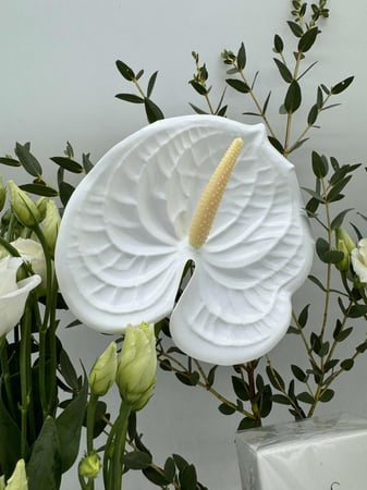 ورد انتريوم ابيض