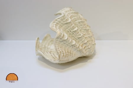 صحن ضيافه بشكل قوقعه