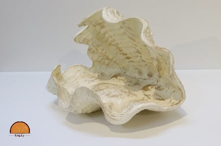 صحن ضيافه بشكل قوقعه