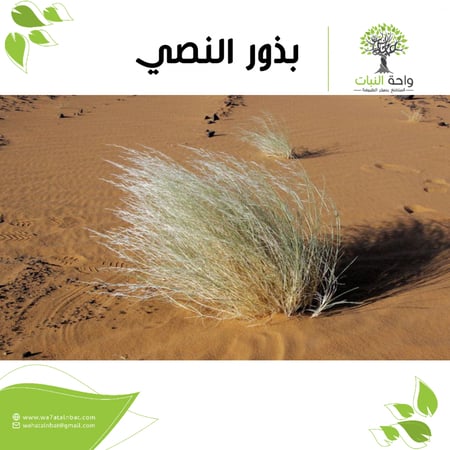 بذور النصي (3 بذرات)