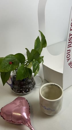 نبتة البوتس + كوب العيد