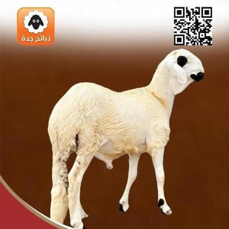 عقيقه المولود