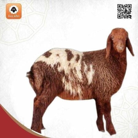 نعيمي كشميري هرفي